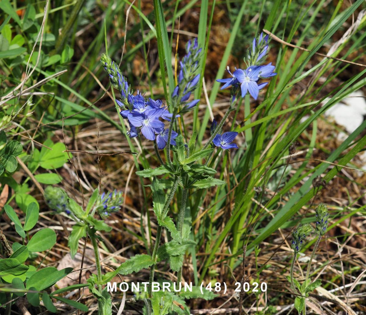 Speedwell, Orsini's plant